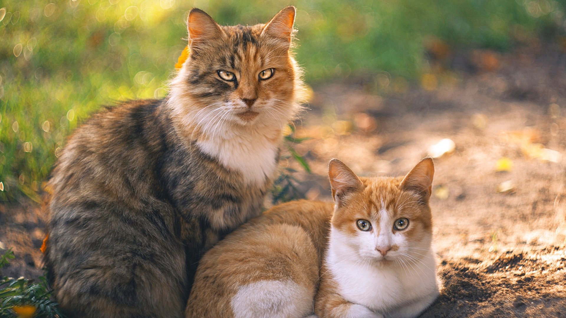 开云体育官方网站-宝贝,300条目标正在逐步接近中!